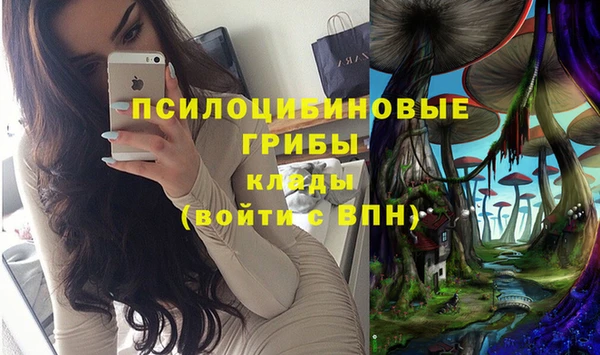 хмурый Аркадак